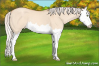 Horse Color:Silver Amber Champagne Dun Splash 