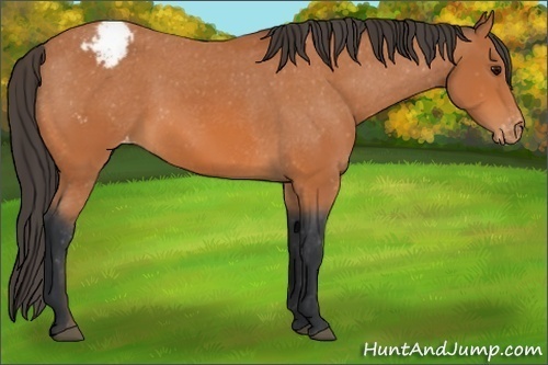 Horse Color: Bay Blanket 