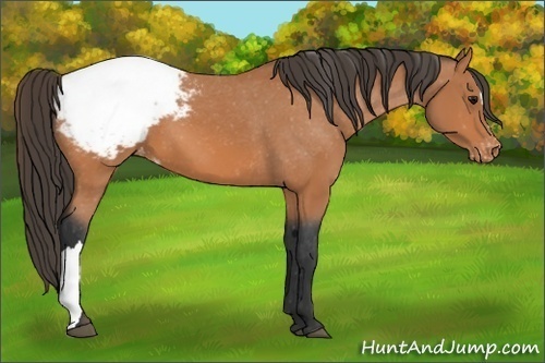 Horse Color: Bay Snowcap 