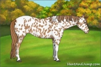 Horse Color:Chestnut Tobiano Near Leopard