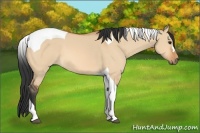 Horse Color:Bay Dun Tobiano 