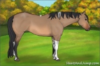 Horse Color:Bay Dun Tobiano 