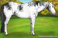 Horse Color:White Spotted Black Rabicano 