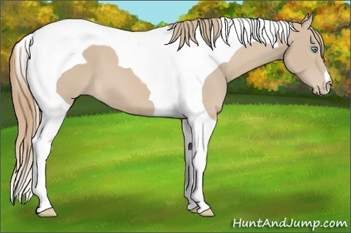 Horse Color:Smoky Creme Tobiano 