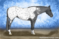 Horse Color:Black Near Leopard 