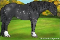 Horse Color:Black 
