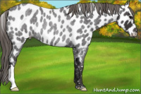 Horse Color:Smoky Blue Roan Near Leopard Rabicano 