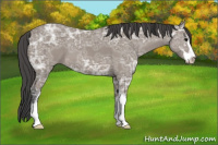 Horse Color:Black Ice Sabino
