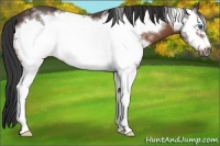Horse Color:White Spotted Bay Frame Rabicano