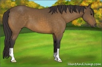 Horse Color:Buckskin 