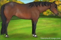 Horse Color:Bay Rabicano 