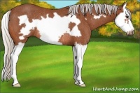 Horse Color:Silver Bay Splash Frame Rabicano 