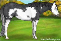 Horse Color:Black Splash Frame Rabicano