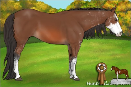 Horse Color: Bay Sabino 