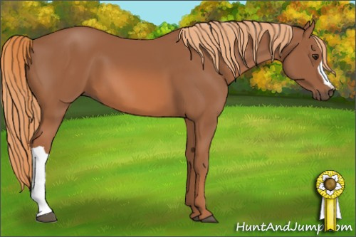Horse Color: Chestnut 
