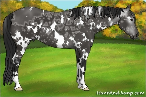 Horse Color:Gray White Spotted Black Ice 