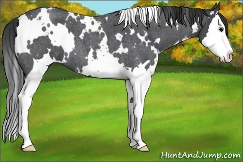 Horse Color:White Spotted Blue Roan Splash