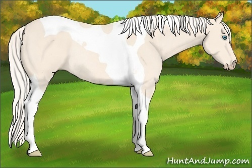Horse Color:Cremello Tobiano Rabicano
