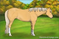 Horse Color:Palomino 