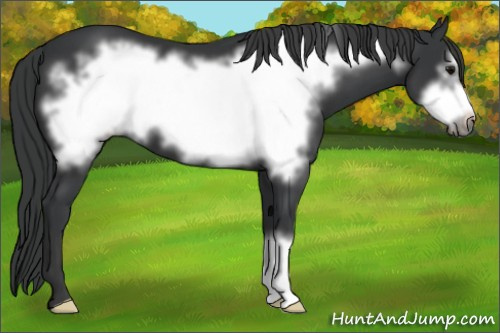 Horse Color:Black Frame