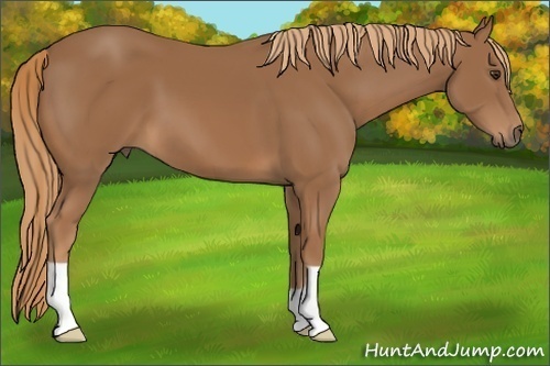 Horse Color: Chestnut 