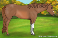 Horse Color:Liver Chestnut 