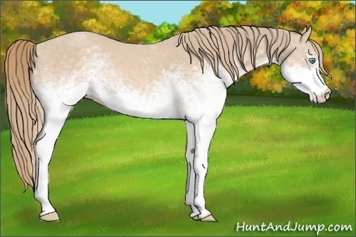 Horse Color:White Spotted Perlino 