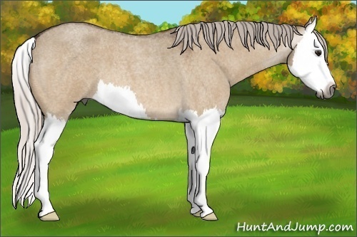 Horse Color:Gray Silver Bay Roan Dun Splash