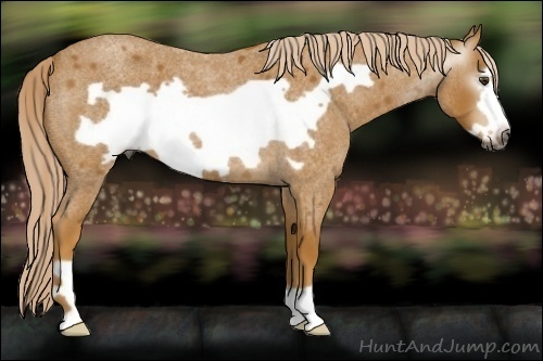 Horse Color:Gray Palomino Roan Frame 