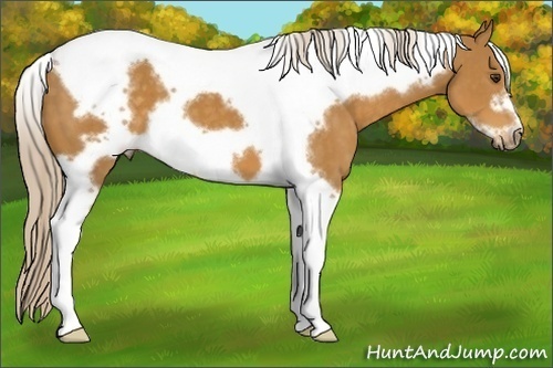 Horse Color:Palomino Tobiano Frame 