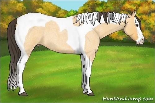 Horse Color:Buckskin Roan Dun Splash Tobiano 