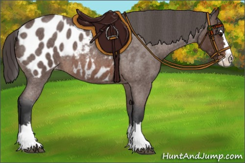 Horse Color:Brown Roan Splash Appaloosa 