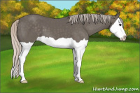 Horse Color:Silver Black Splash 