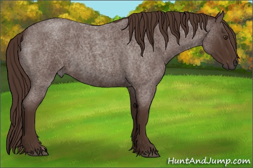 Horse Color: Liver Red Roan 