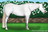 Horse Color:White Spotted Amber Champagne Roan Near Leopard 