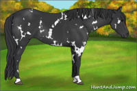 Horse Color:White Spotted Black 