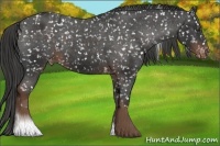 Horse Color:Liver Chestnut Appaloosa 