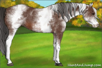 Horse Color:White Spotted Bay 