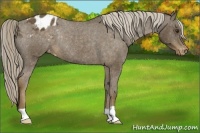 Horse Color:Chocolate Palomino Blanket Rabicano 