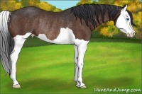 Horse Color:Bay Splash Rabicano 