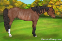 Horse Color:Bay Rabicano 
