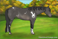 Horse Color:White Spotted Black Tobiano 