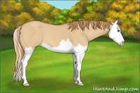 Horse Color:Red Dun Splash 