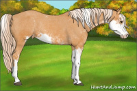 Horse Color:Chocolate Palomino Sabino Varnish Rabicano 