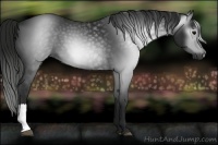 Horse Color:Gray Black 