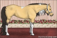 Horse Color:Buckskin Tobiano