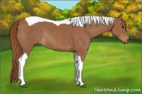 Horse Color:Chestnut Tobiano Rabicano 