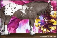 Horse Color:Liver Chestnut Sabino Splash Appaloosa 