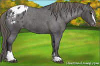Horse Color:Smoky Blue Roan Sabino Appaloosa 