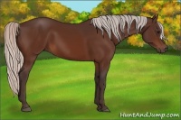 Horse Color:Silver Bay 